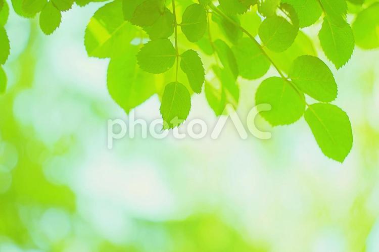 新緑の木漏れ日、グリーンの背景 新緑,葉,葉っぱの写真素材