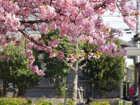 小さな公園の桜-31 小さな公園の桜-31 公園,桜,花びらの写真素材