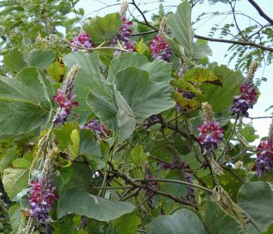 葛の花 葛の花 自然,森林,草花の写真素材