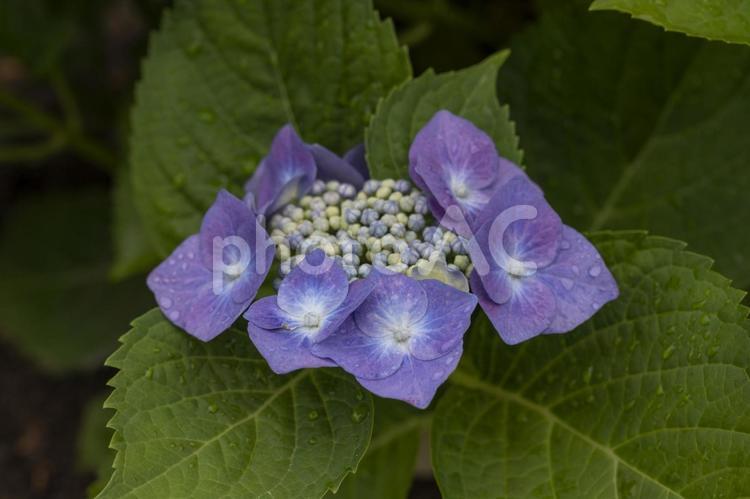 雨に濡れた小さな紫陽花 あじさい,アジサイ,ガクアジサイの写真素材