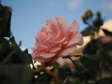 バラ園に咲くピンクの薔薇を撮りました バラ園に咲くピンクの薔薇を撮りましたの写真