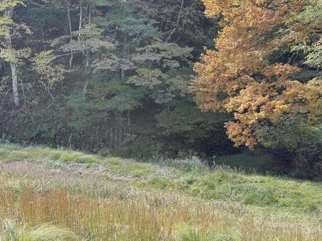 塩沢川源流（長野県松本市） 松本市,葉,風景の写真素材