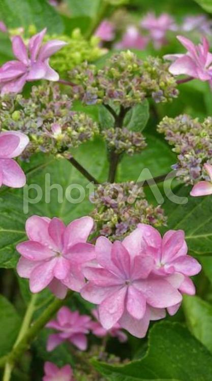 180606権現堂の紫陽花 権現堂,紫陽花,梅雨の写真素材