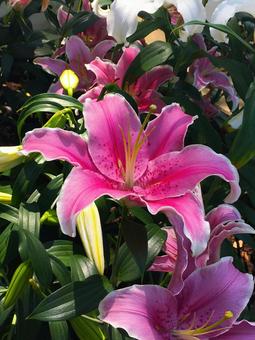 Lilly Lillyの写真