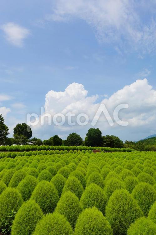 大分農業文化公園のコキア05 大分農業文化公園,るるパーク,コキアの写真素材