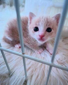 子猫 子猫の写真
