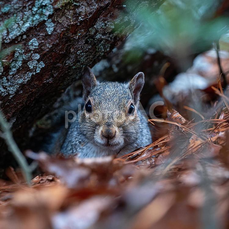 隠れた場所から顔を出す、愛らしいリス リス,動物,野生動物の写真素材