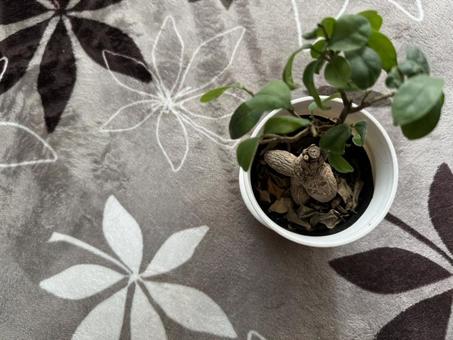 観葉植物 観葉植物,素材,葉の写真素材