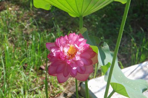 Mini Water Lilies, JPG