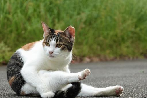 後ろ足を伸ばす三毛猫 後ろ足を伸ばす三毛猫 ネコ,保護猫,猫の写真素材