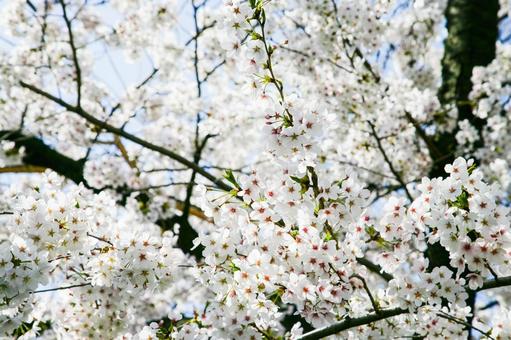 花6 花6の写真