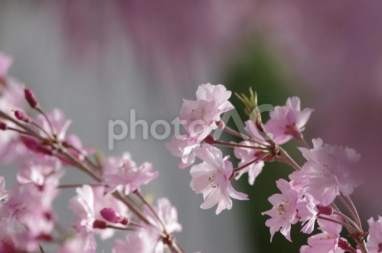 しだれ桜 桜,花,ピンクの写真素材