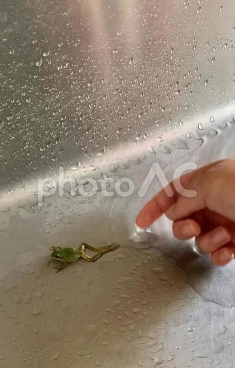 アマガエル　蛙　frog 両生類　生き物　ナムル　可愛い アマガエル,蛙,frogの写真素材