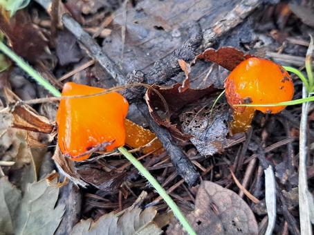 オレンジキノコ1 オレンジキノコ1 秋,農村,農家の写真素材