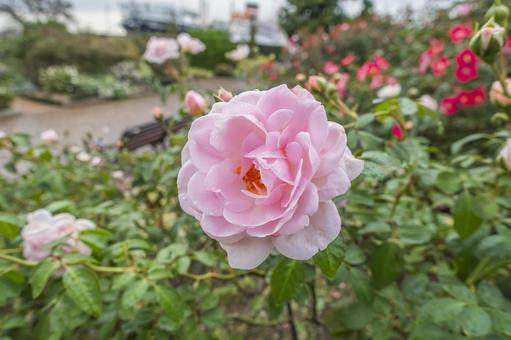 ラブリーメイアンの写真