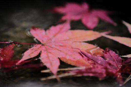水に浮かぶもみじの写真