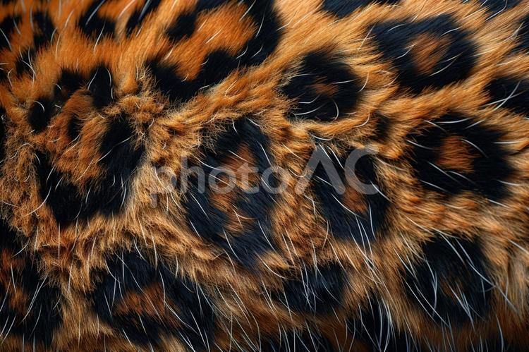 ヒョウ柄のリアルな毛並みの背景素材 ヒョウ柄,レオパード,背景の写真素材