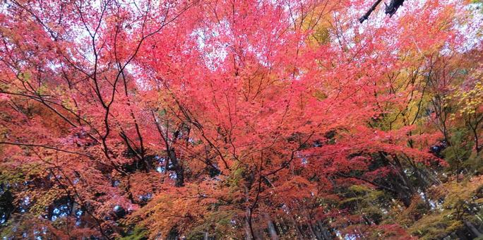 紅葉 紅葉,もみじ,赤の写真素材