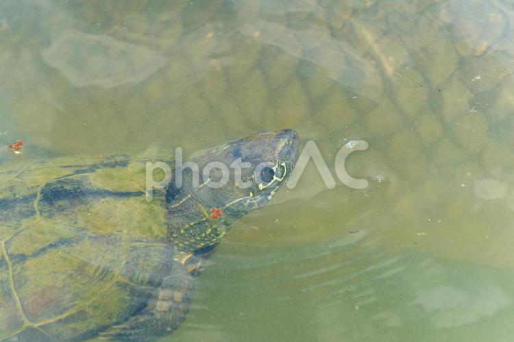 水面から顔を出す池のカメ 亀,水中,水面の写真素材