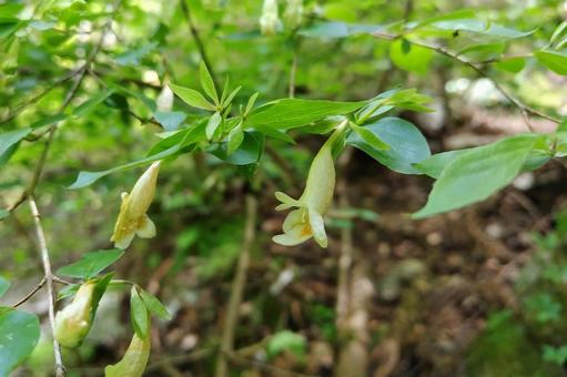 ツクバネウズキ②の写真