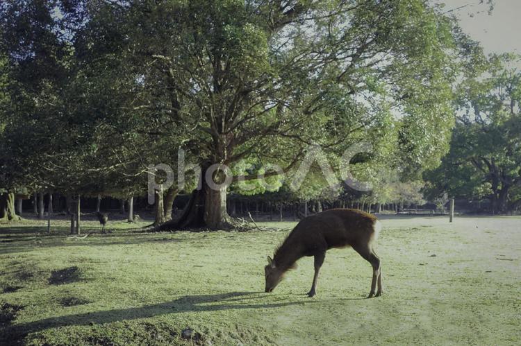 奈良公園の大樹と草を食べる鹿です 奈良公園,奈良,鹿の写真素材