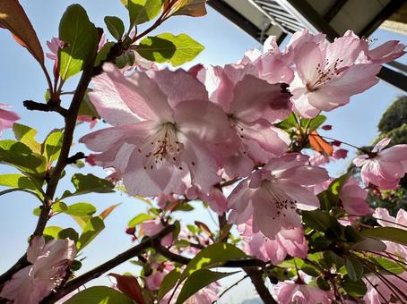 桜花の写真