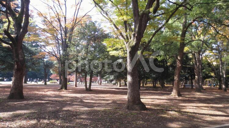 代々木公園 代々木,公園,原宿の写真素材