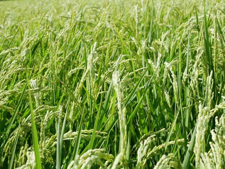 稲穂 ear of rice 稲穂 ear of riceの写真