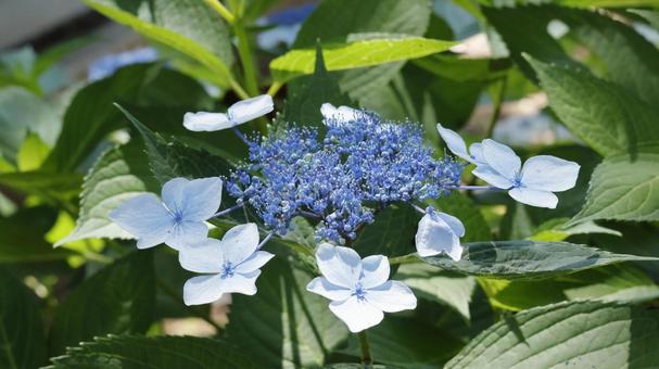Hydrangea (Ajisai), JPG