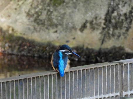 排水口にとまるカワセミ 排水口にとまるカワセミの写真