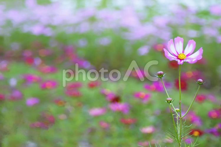 笑顔の指揮者 自然,花,植物の写真素材