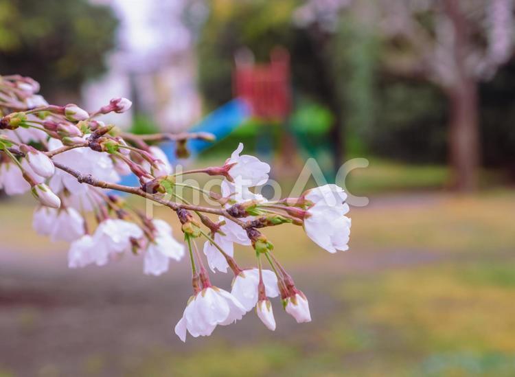 ソメイヨシノ桜ー22 ソメイヨシノ,桜,蕾の写真素材