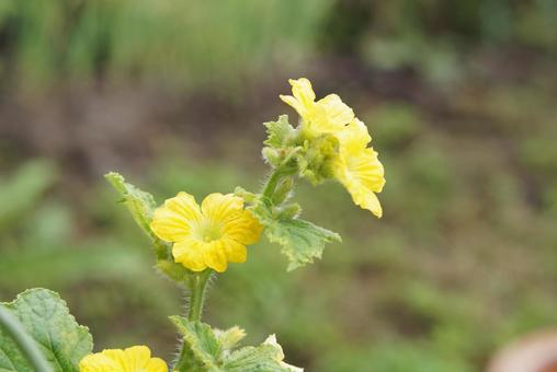 メロンの黄色い花 メロンの黄色い花 メロン,黄色,花の写真素材
