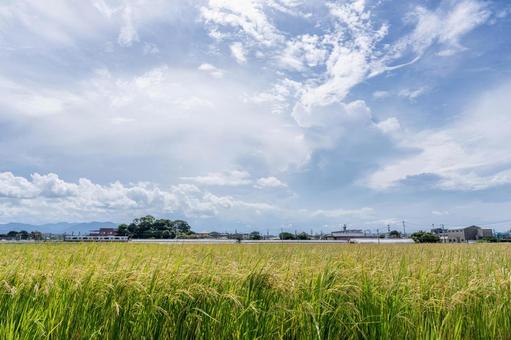 広がる青空と田園 稲,稲穂,空の写真素材