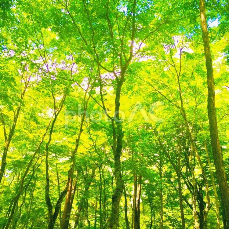 森林(軽井沢) 避暑地,緑,岩の写真素材