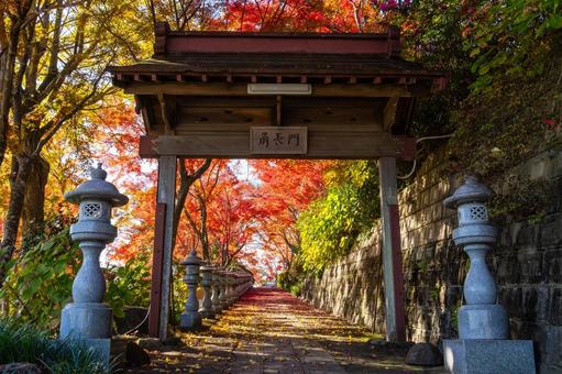 称名寺の紅葉⑾ 秋,紅葉,称名寺の写真素材