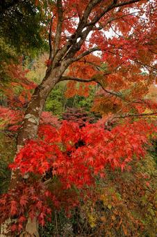 養老渓谷 養老渓谷,粟又の滝,滝の写真素材