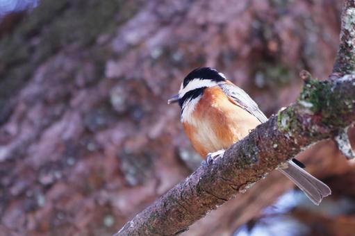 枝に止まるヤマガラ 枝に止まるヤマガラ 鳥,ヤマガラ,自然の写真素材