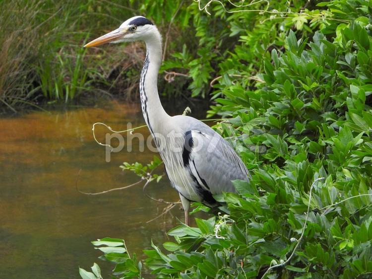 すぐ目の前にとまったアオサギ2 アオサギ,鳥,水鳥の写真素材