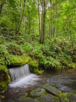 大雪旭岳源水 北海道,緑,大雪旭岳源水の写真素材
