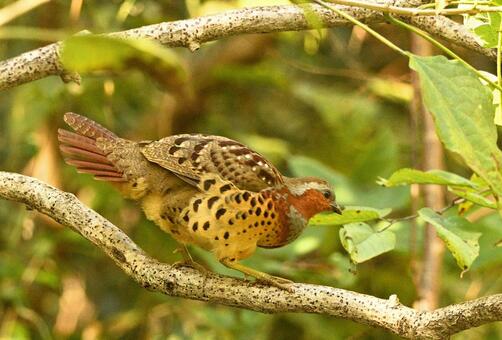 小綬鶏 こじゅけい,小綬鶏,野鳥の写真素材