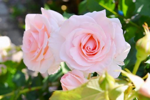 薔薇 ブライダルピンク 薔薇 ブライダルピンク 薔薇,ブライダルピンク,ピンクの写真素材