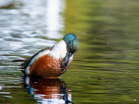 Northern Shoveler, Ducks and Wild Ducks at the Waterfront, JPG