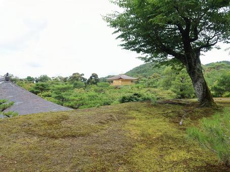 京都 鹿苑寺 金閣寺 金閣 京都 鹿苑寺 金閣寺 金閣 京都,鹿苑寺,金閣寺の写真素材