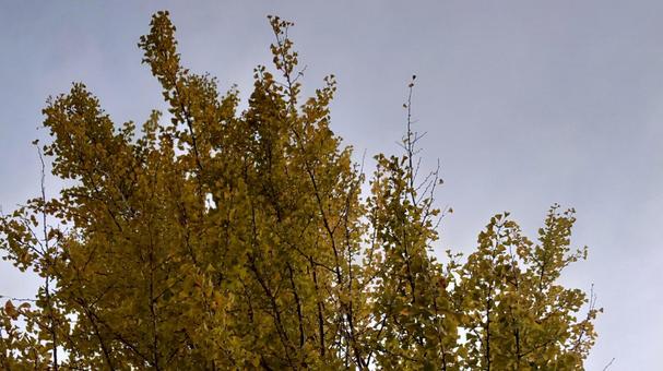 銀杏の紅葉 木,景色,風景の写真素材