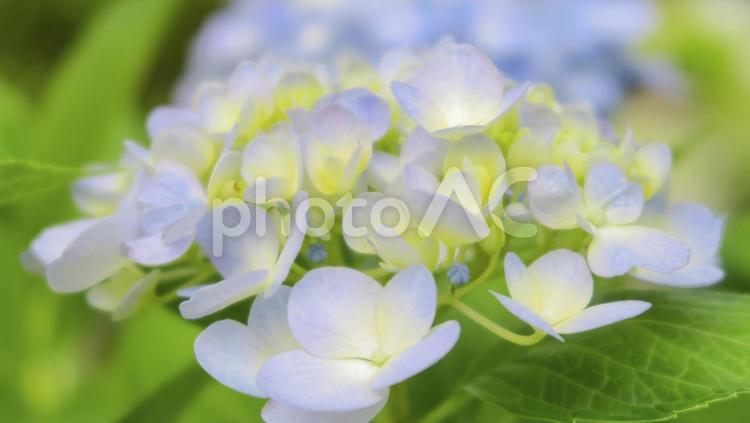 あじさい-ぼんやり1 あじさい,アジサイ,紫陽花の写真素材