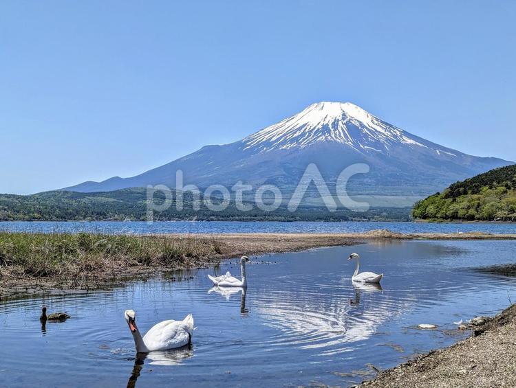 白鳥と富士山の風景 富士山,白鳥,スワンの写真素材