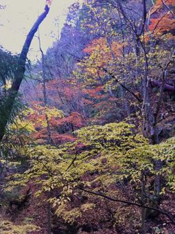 十津川村の紅葉 紅葉,紅葉狩り,楓の写真素材