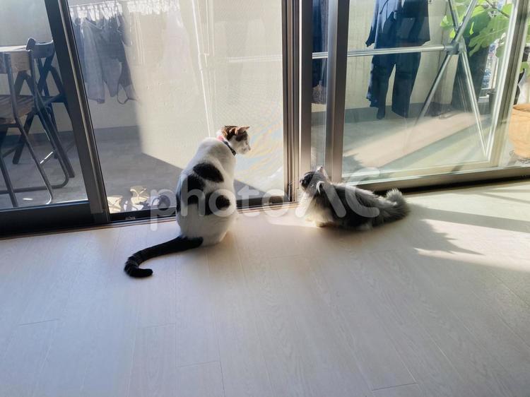 仲良しの猫ちゃん 猫,二匹,仲良しの写真素材