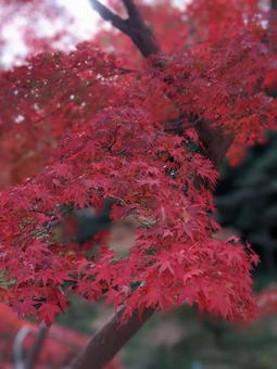 紅葉 紅葉の写真
